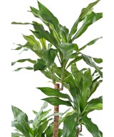 Kunstlille DRACEANA FRAGRANS Janet Craig