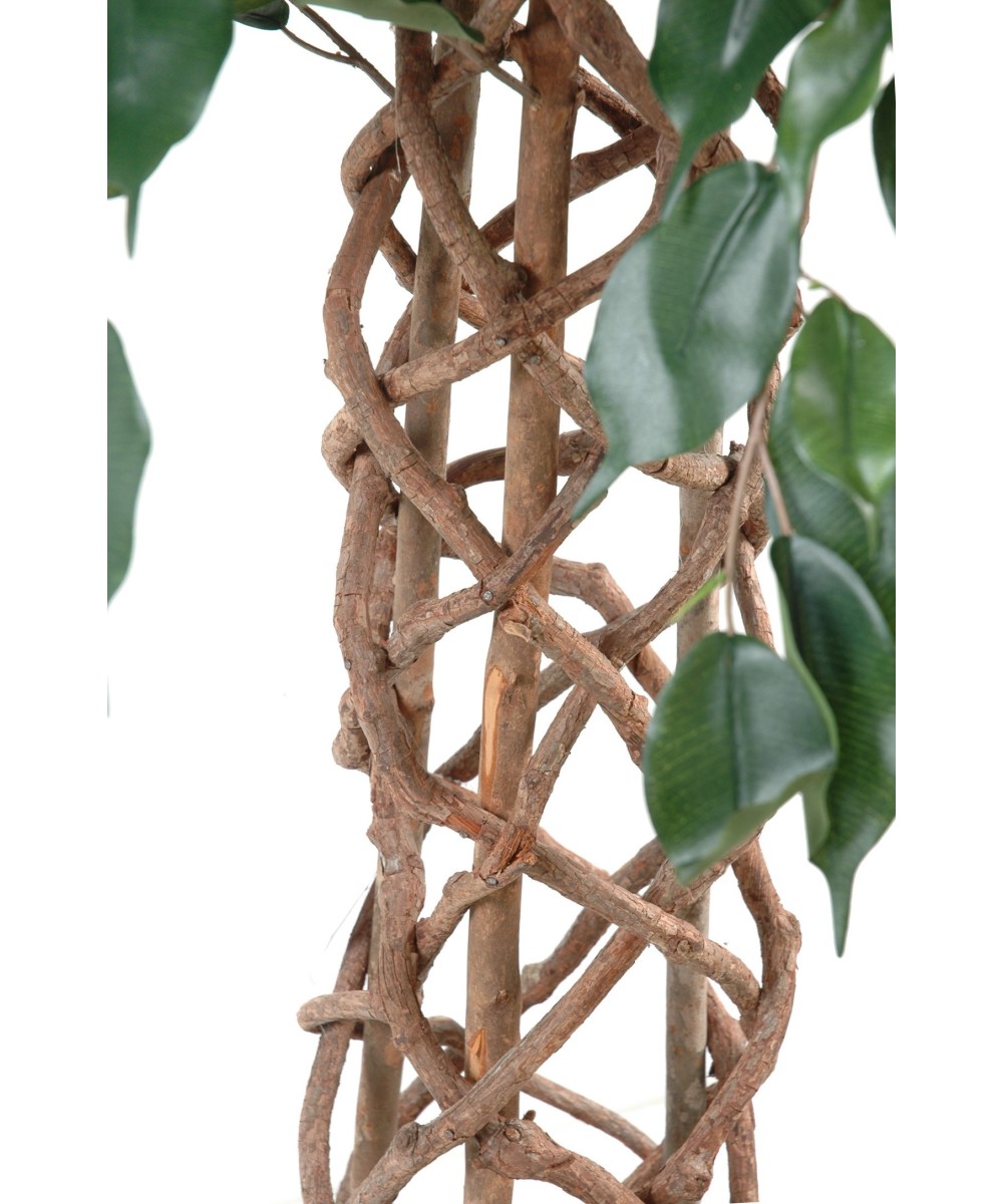 Kunstfikus CAGE