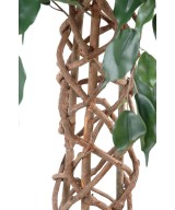 Kunstfikus CAGE