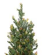 Artificial BOXWOOD RED DAY BUSH UV