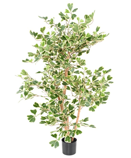 Artificial FICUS TRIANGULARIS