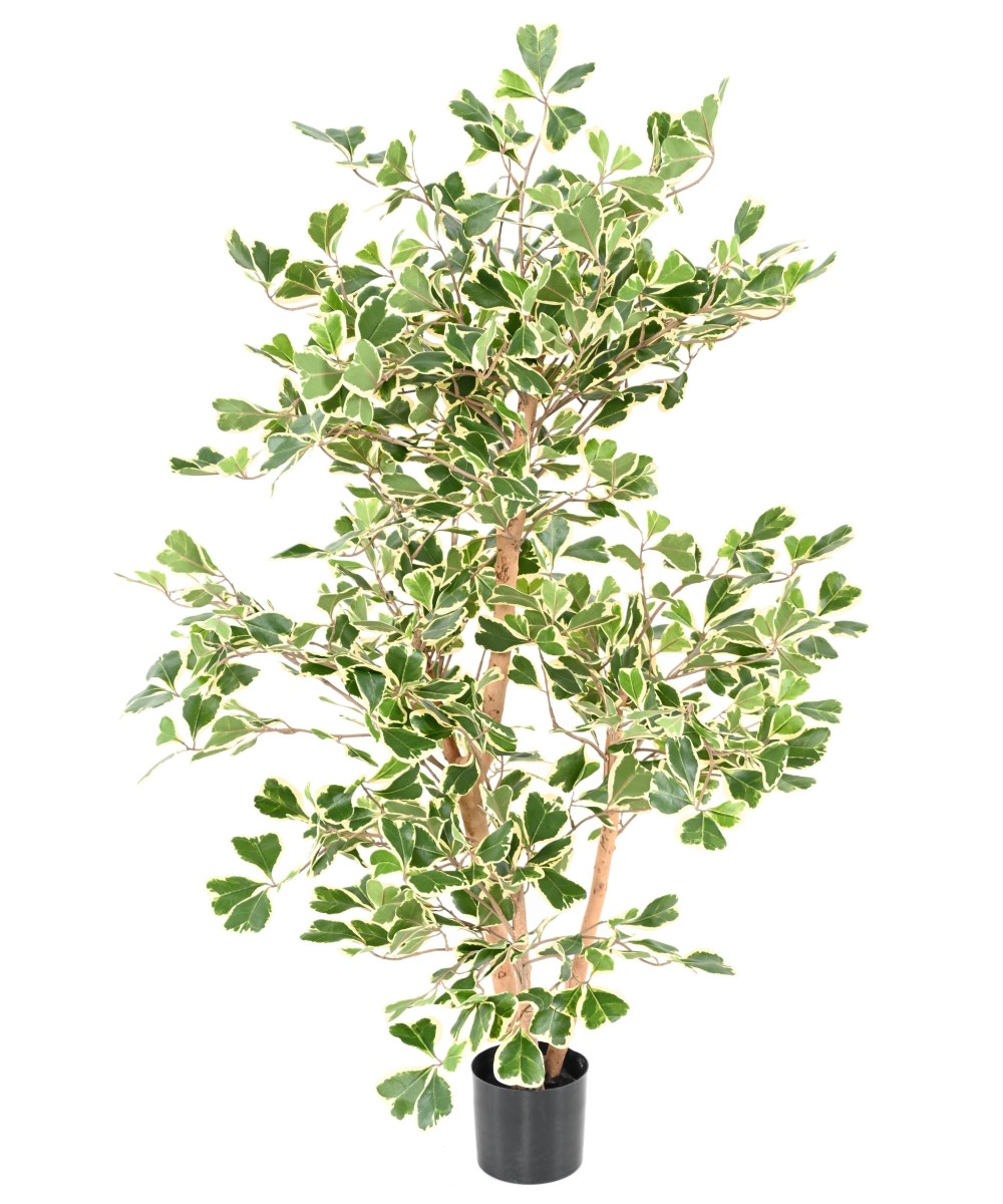 Artificial FICUS TRIANGULARIS
