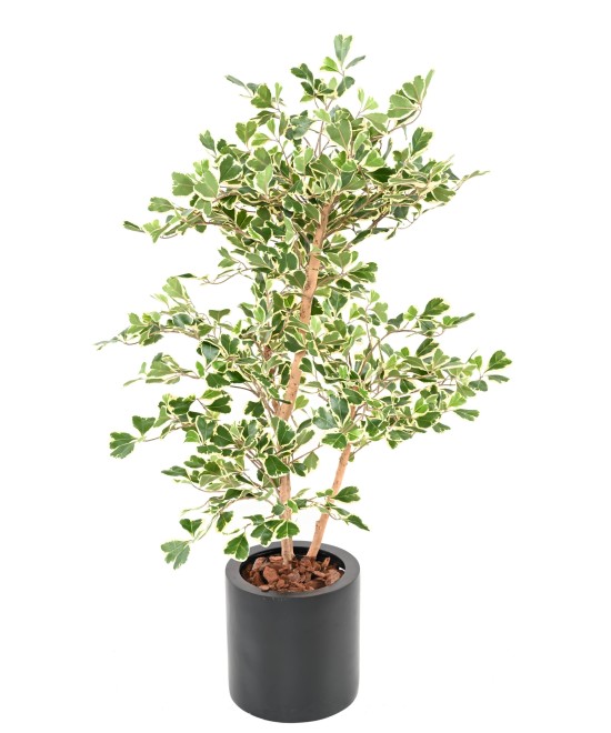 Artificial FICUS TRIANGULARIS