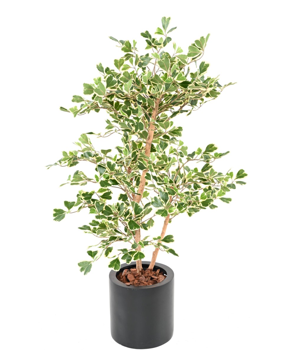 Artificial FICUS TRIANGULARIS