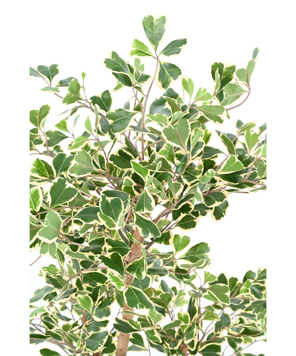 Artificial FICUS TRIANGULARIS