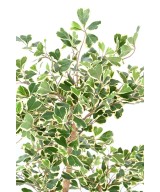 Artificial FICUS TRIANGULARIS
