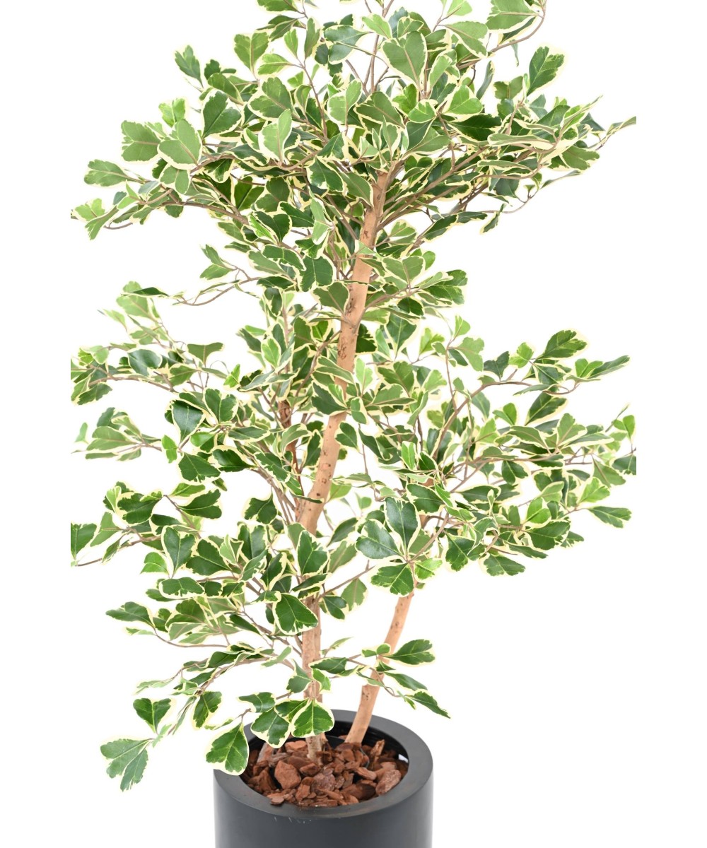 Artificial FICUS TRIANGULARIS