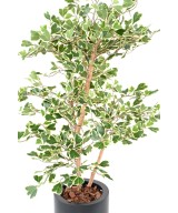 Artificial FICUS TRIANGULARIS