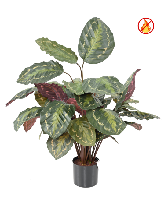 Kunstlill Calathea Roseopicta FR - Tulekindel