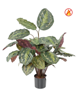 Kunstlill Calathea Roseopicta FR - Tulekindel