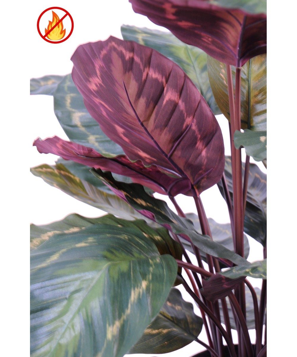 Kunstlill Calathea Roseopicta FR - Tulekindel