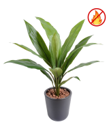 Artificial DRACAENA CORDYLINE FR - Fire Resistant