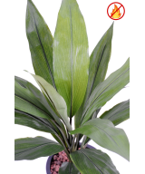 Artificial DRACAENA CORDYLINE FR - Fire Resistant
