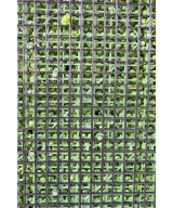 Kunstlik BERBERIS ROHELINE SEIN