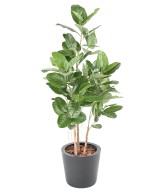 Artificial FICUS AUDREY