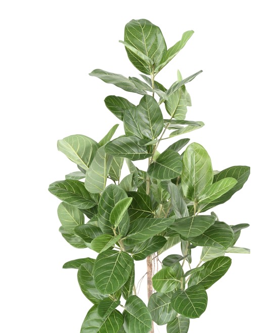 Artificial FICUS AUDREY