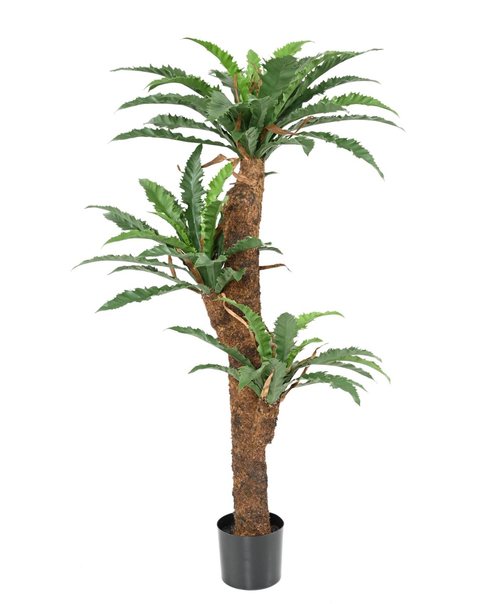 Kunstaspleenium DAKILA 130