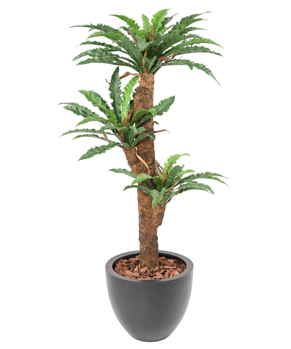Kunstaspleenium DAKILA 130