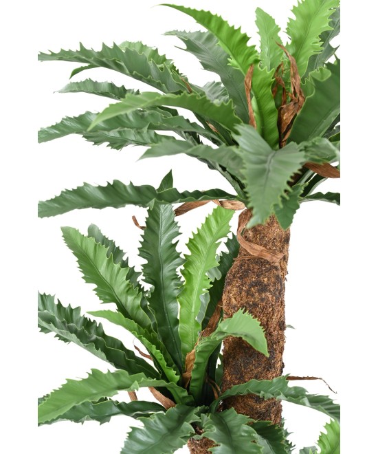 Kunstaspleenium DAKILA 130