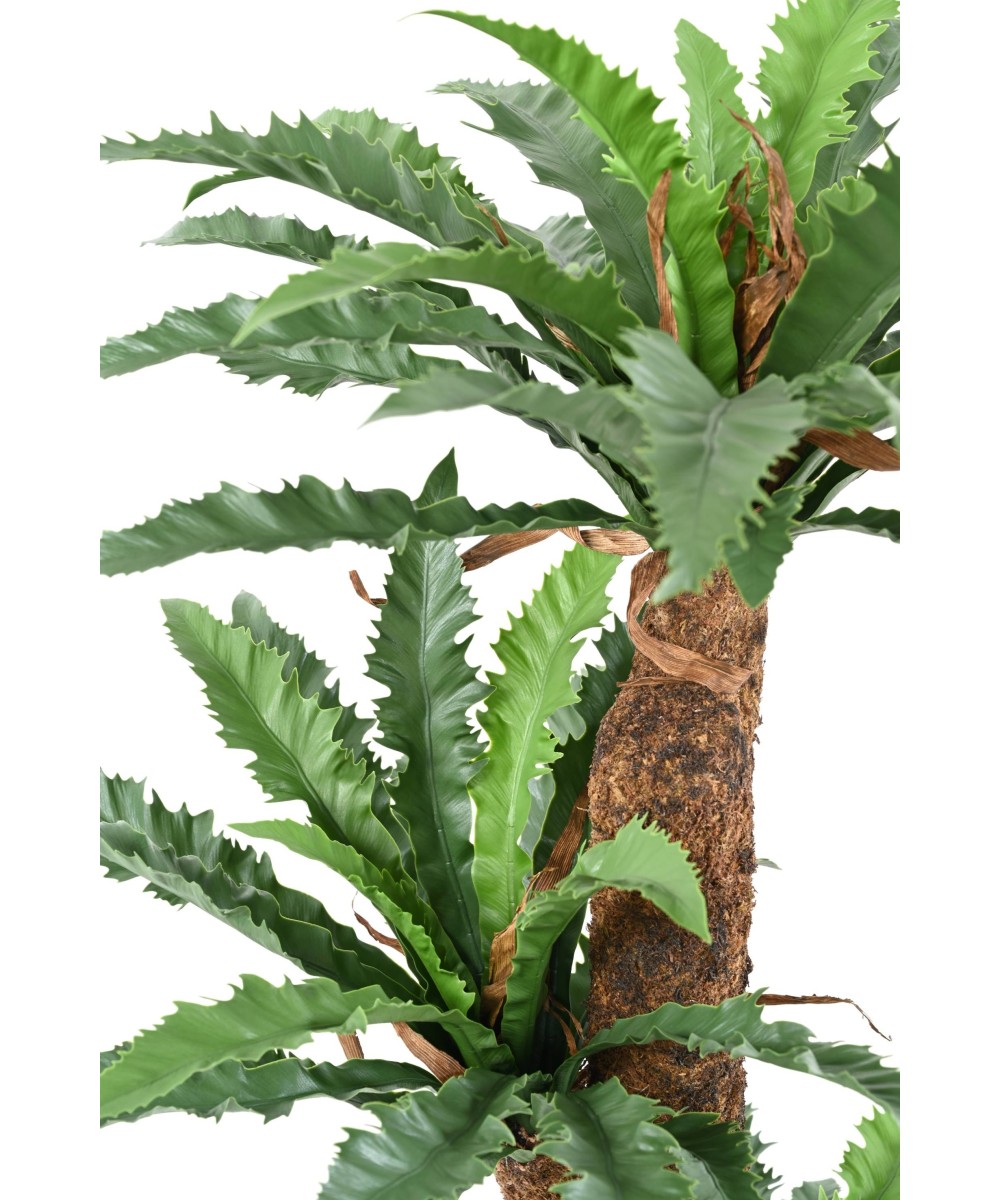 Kunstaspleenium DAKILA 130