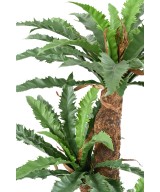 Kunstaspleenium DAKILA 130