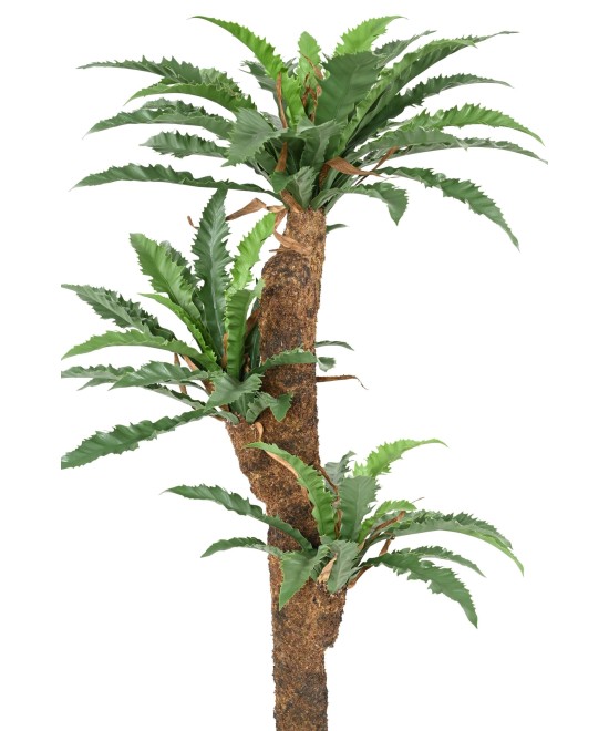 Kunstaspleenium DAKILA 130