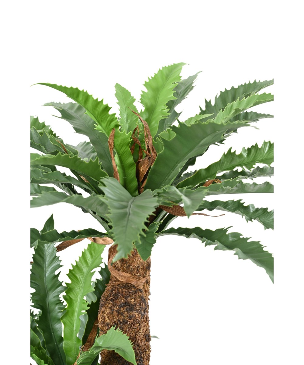 Kunstaspleenium DAKILA 130