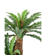 Kunstaspleenium DAKILA 130
