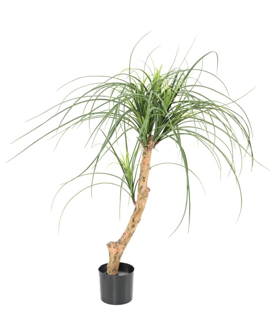 Kunstlik BEAUCARNEA