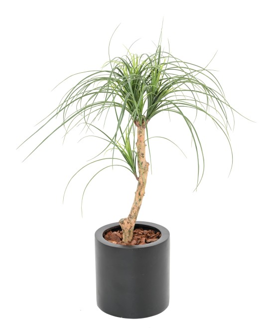 Kunstlik BEAUCARNEA