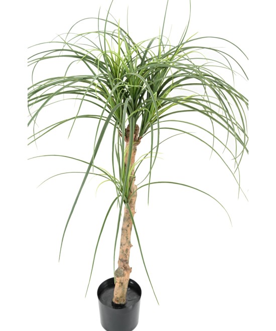 Kunstlik BEAUCARNEA