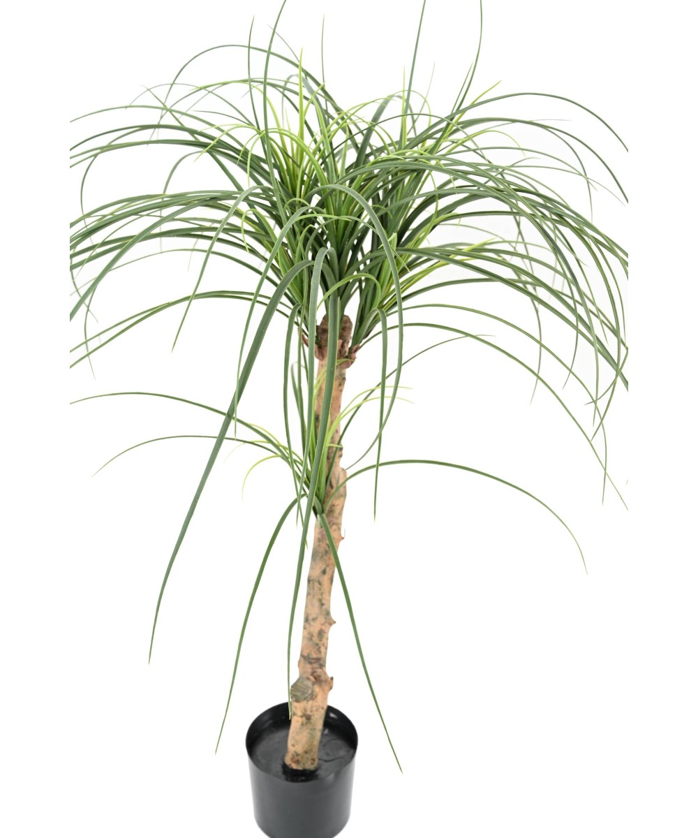 Kunstlik BEAUCARNEA