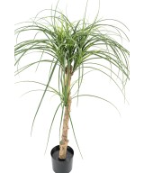 Kunstlik BEAUCARNEA