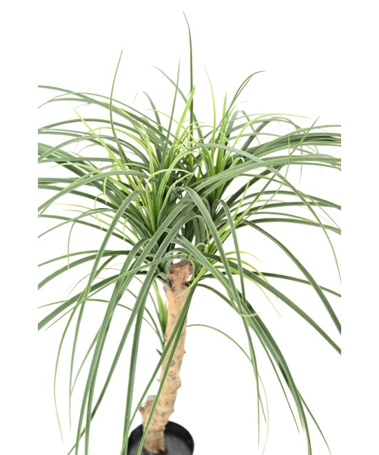 Kunstlik BEAUCARNEA