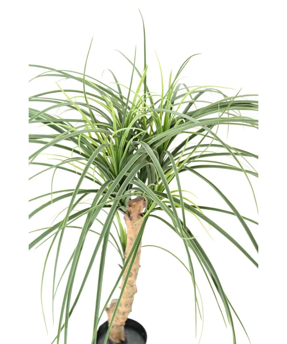 Kunstlik BEAUCARNEA