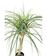 Kunstlik BEAUCARNEA