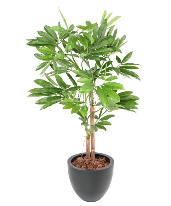 Kunstfilodendron GOELDII (Lõbus kukkel)