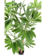 Kunstfilodendron GOELDII (Lõbus kukkel)