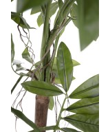Kunstfilodendron GOELDII (Lõbus kukkel)