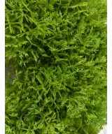 Artificial MOSS PEBBLE *3 PE