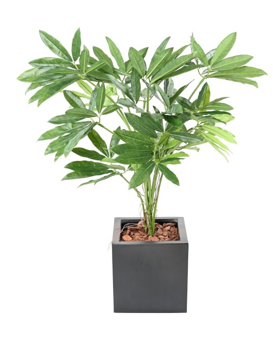 Kunstfilodendron GOELDII (Lõbus kukkel)