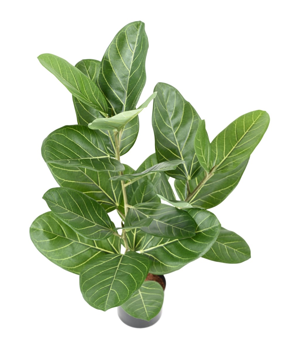 Artificial FICUS AUDREY POT