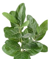Artificial FICUS AUDREY POT