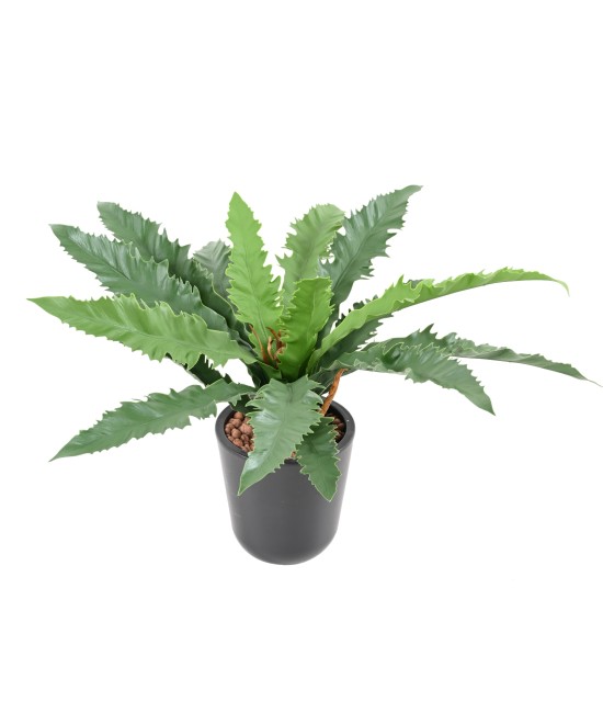 Kunstaspleenium dakila