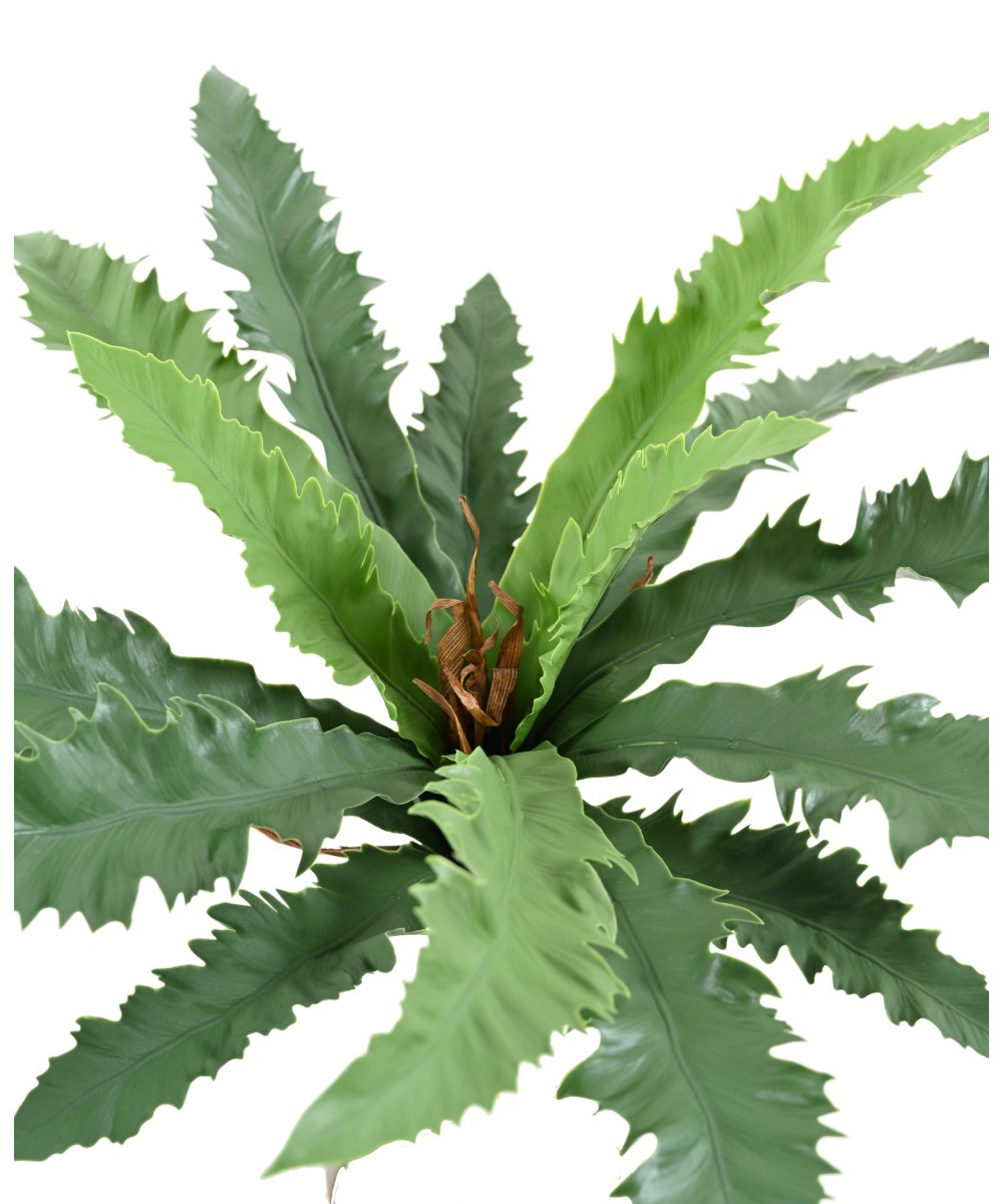 Kunstaspleenium dakila