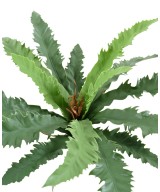 Kunstaspleenium dakila