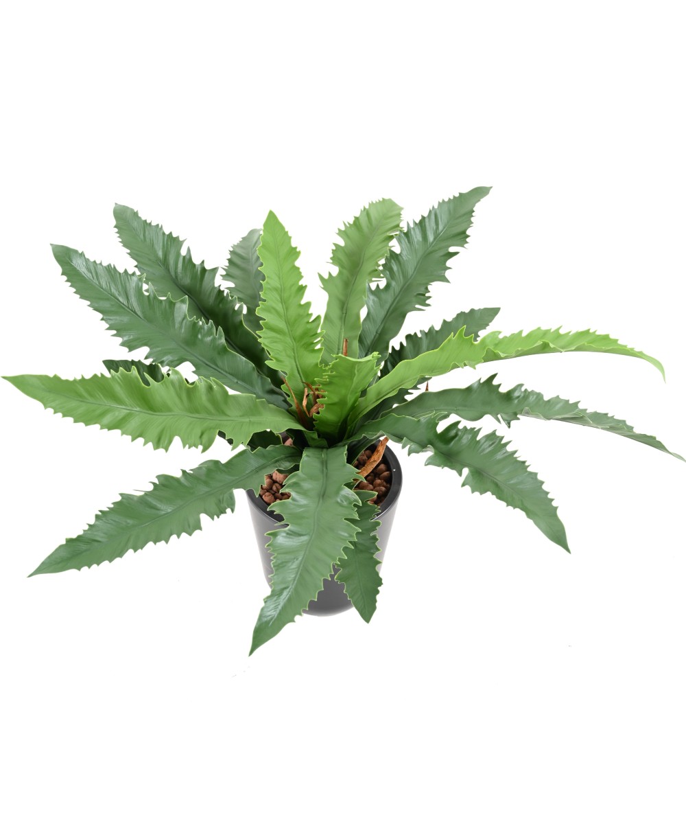Kunstaspleenium dakila