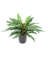 Kunstaspleenium dakila