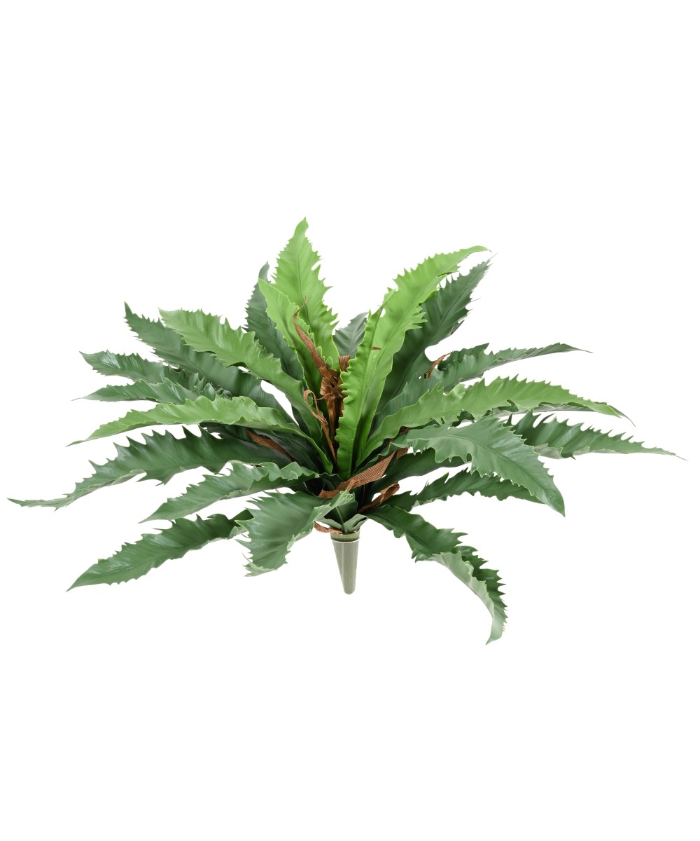 Kunstaspleenium dakila