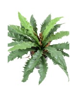 Kunstaspleenium dakila